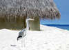 Angaga Island Resort 